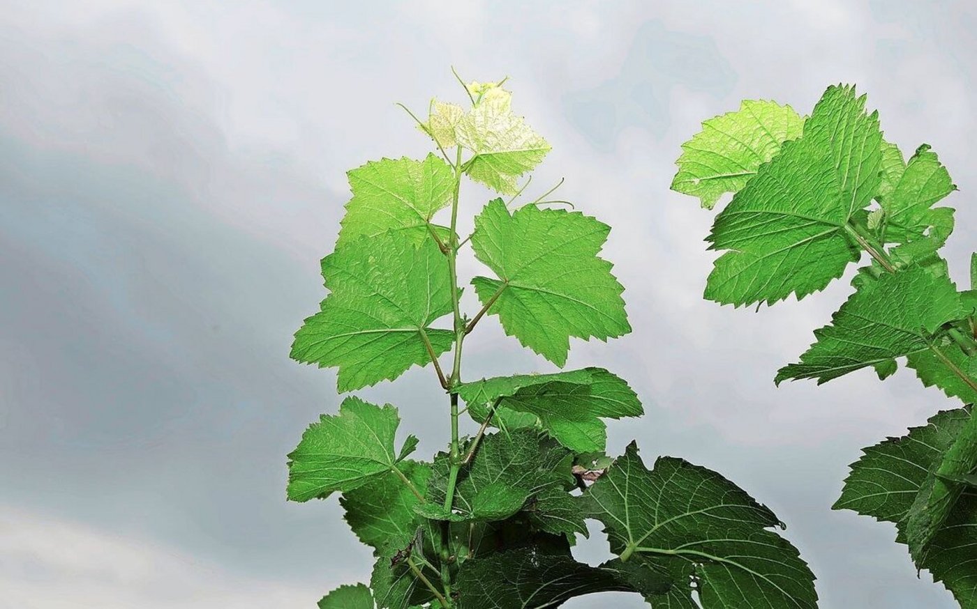 Zorvec-Vinabel heisst ein Fungizid mit zwei neuen Resistenzgruppen, das auch Neuzuwachs gegen den falschen Mehltau schützt. 