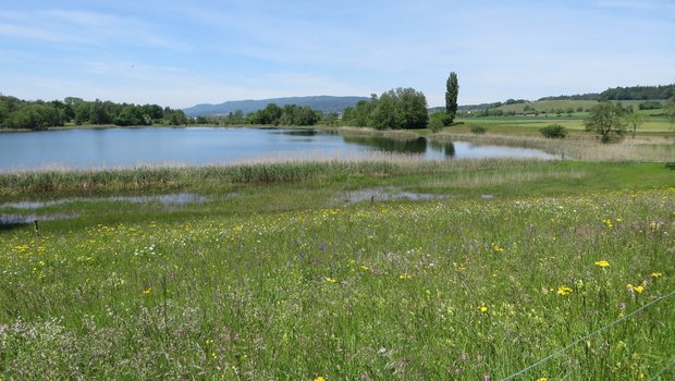 Das Bild zeigt eine Moorlandschaft am Chatzensee vor den Toren der Stadt Zürich. (Bild Andreas Baumann)ercn