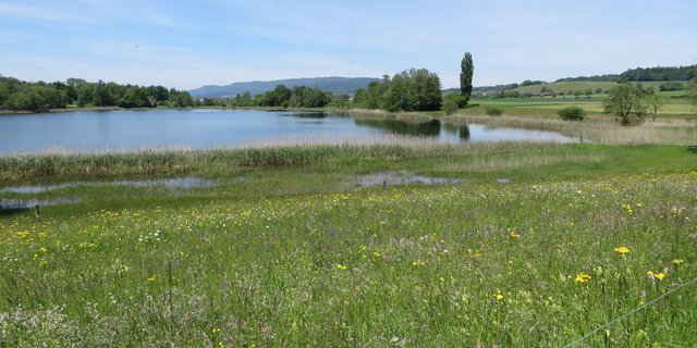 Das Bild zeigt eine Moorlandschaft am Chatzensee vor den Toren der Stadt Zürich. (Bild Andreas Baumann)ercn