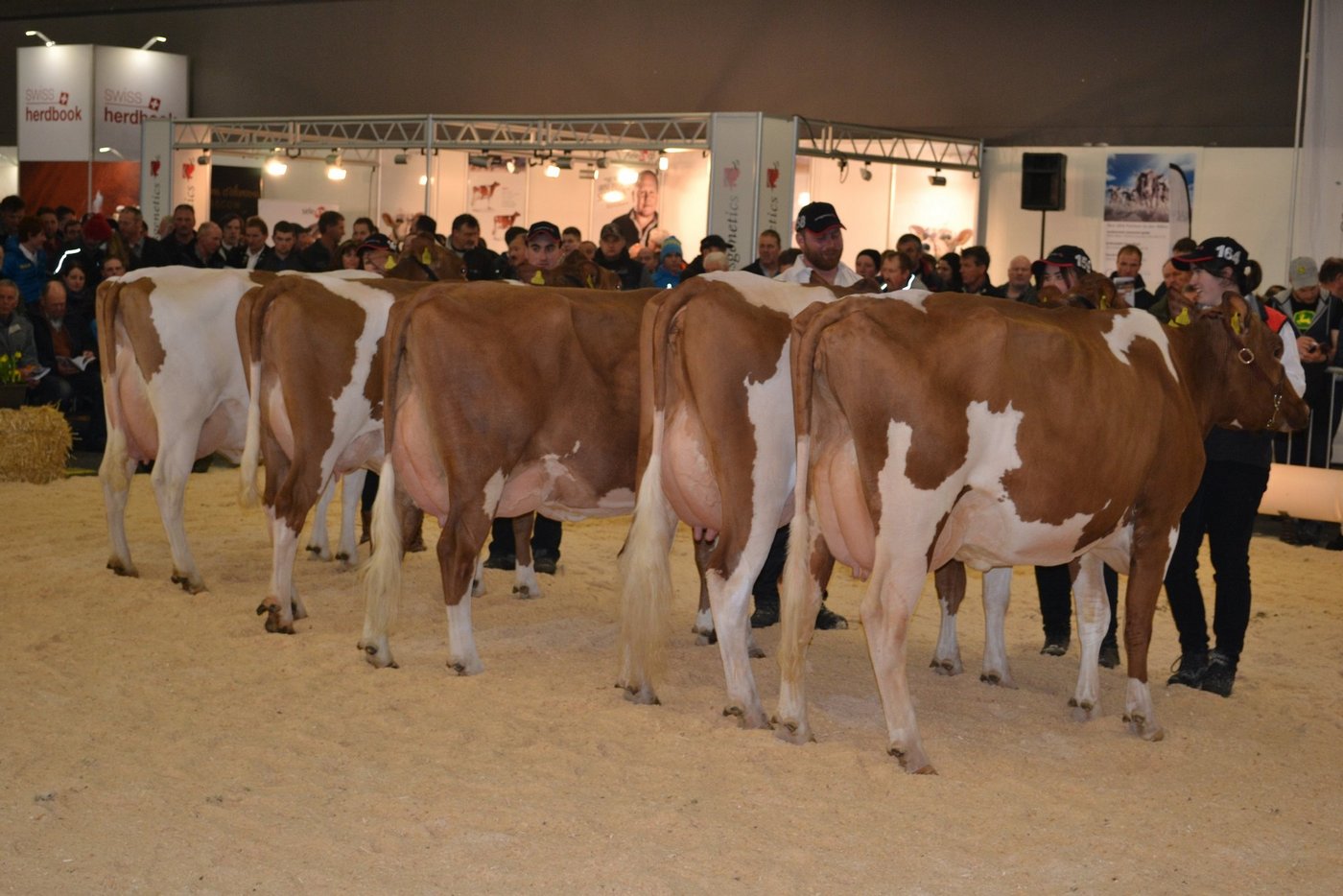 Swissgenetics führte am Jungkuhchampionat mehrere Nachzuchtgruppen auf. Hier die Gruppe vom Stier Odesso.