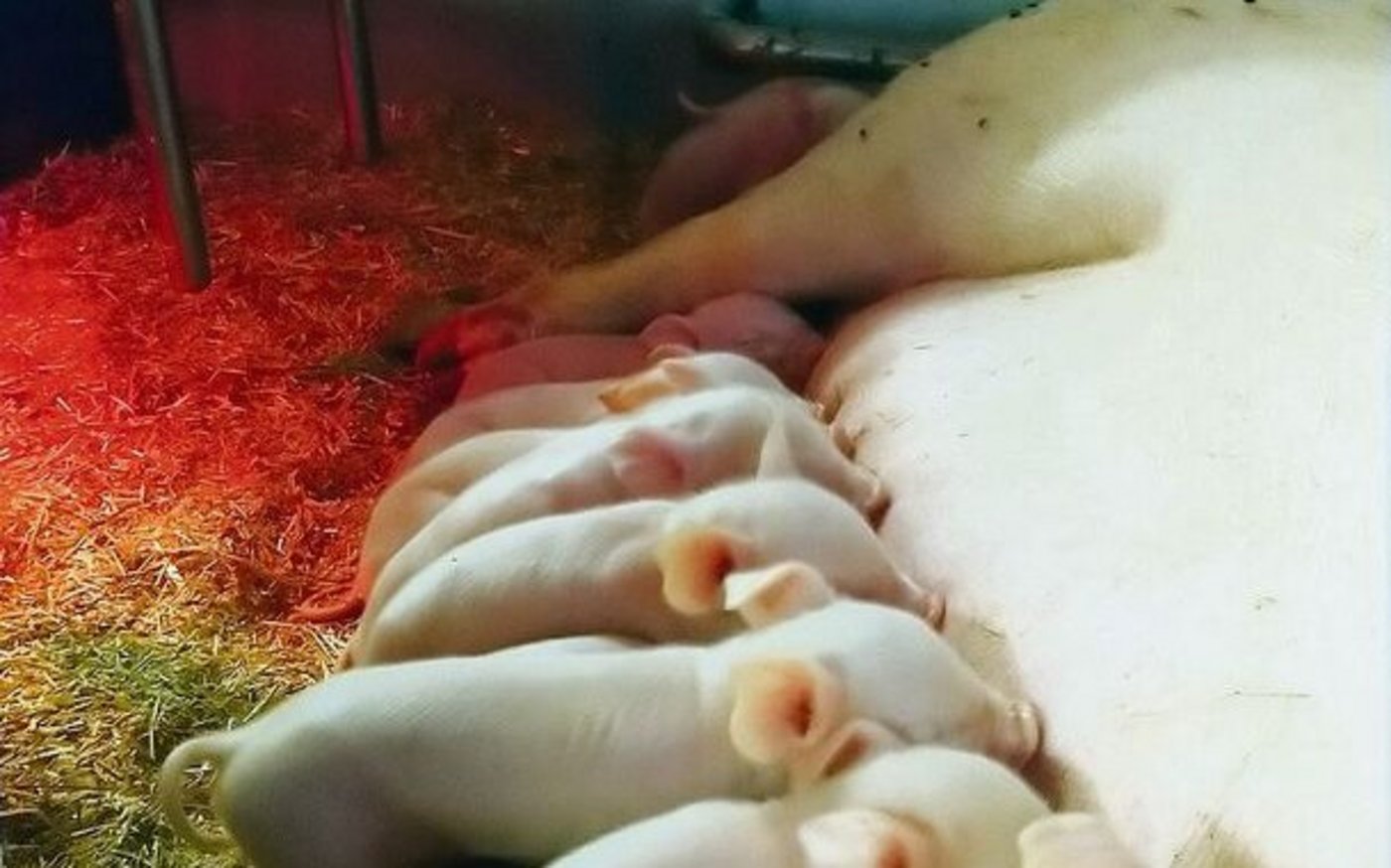 Ein grosser Wurf an sich ist nicht problematisch, solange er ausgeglichen ist.