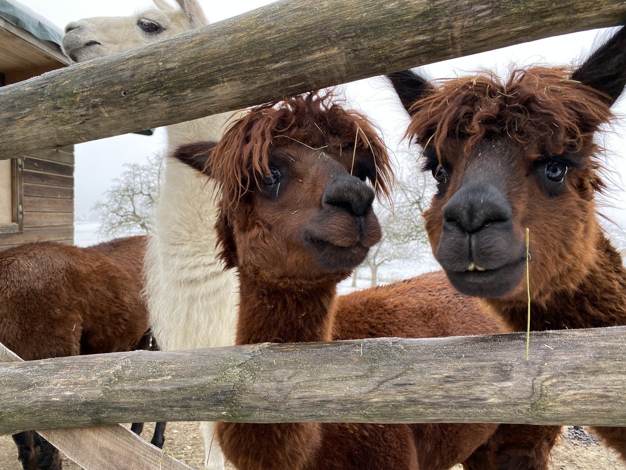 Ulli Runge und Karin Stiffler besitzen zudem drei Lamas und zwei Alpakas.
