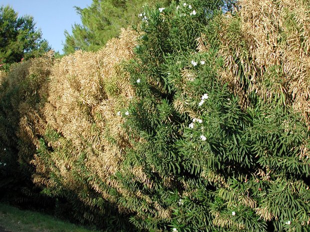 Vom Bakterium befallene Oleanderbüsche: Bei Olivenbäumen kann es ebenfalls grosse Schäden verursachen. (Bild Pompilid)