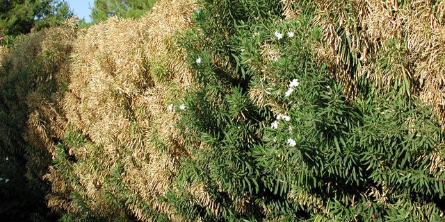 Vom Bakterium befallene Oleanderbüsche: Bei Olivenbäumen kann es ebenfalls grosse Schäden verursachen. (Bild Pompilid)