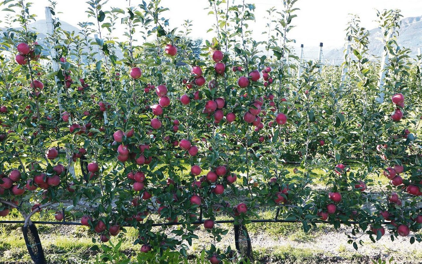 Obstanlage der Zukunft im Südtirol mit Mehrachsensystem und sehr schlanken Spindeln.