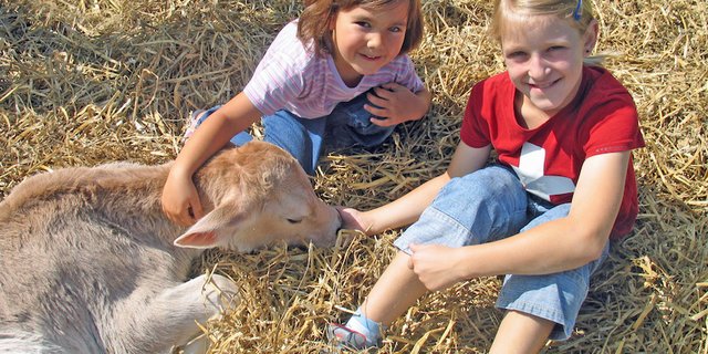 Zwei Bauernkinder streicheln ihr Kälbchen: Auf den meisten Bauernhöfen haben Tiere ein sehr gutes Leben – Tierleid sieht anders aus. (Bild Agnes Schneider Wermelinger)