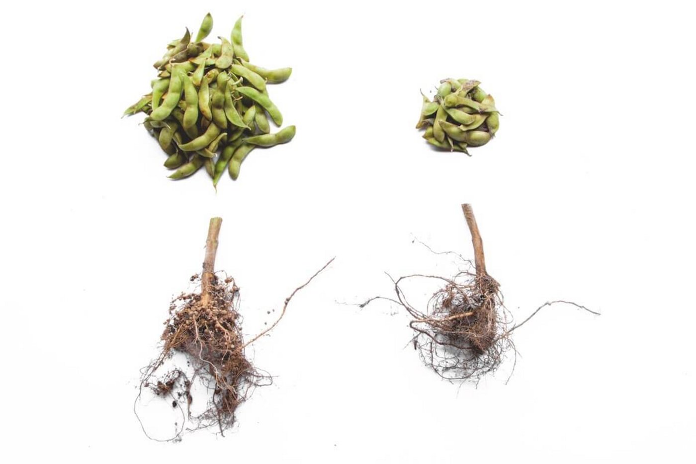 Bohnen mit Bakterien impfen lohnt sich. Das zeigt der direkte Vergleich. (Foto: Eveline Dudda)