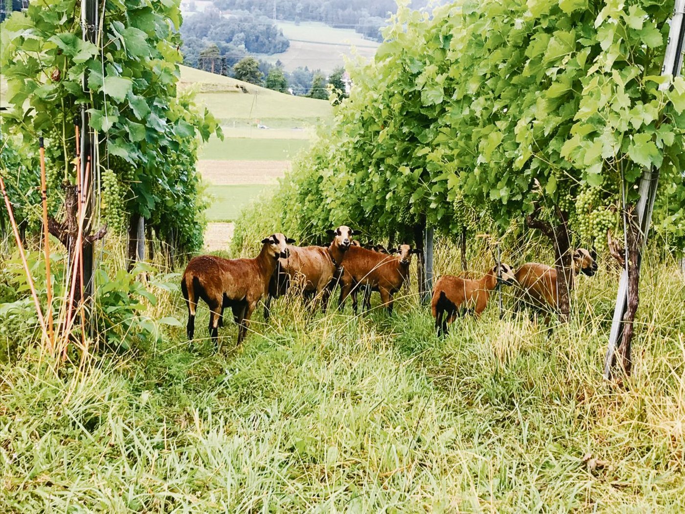 Das Kamerunschaf ist nicht ein Wollschaf, sondern wechselt saisonal sein Fell und wird nicht geschoren. (Bild Alexandra Stückelberger)