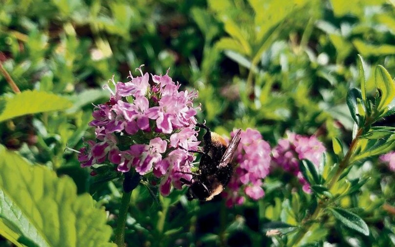 Wildbienen sind wählerischer als Honigbienen. Hier besucht eine Wildbiene die Blüten des wilden Thymians.
