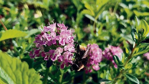 Wildbienen sind wählerischer als Honigbienen. Hier besucht eine Wildbiene die Blüten des wilden Thymians.