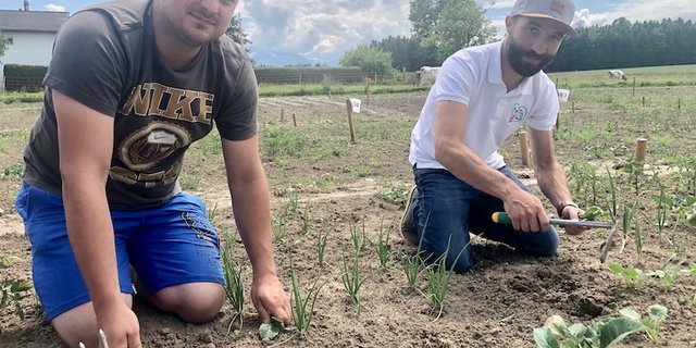 Marcel Villiger (l.) und Raphaell Schär beim Jäten der Gemüse-Kleinparzellen. Am Bildschirm kann sie der Kunde dabei via Webcam beobachten. (Bilder Esther Thalmann)