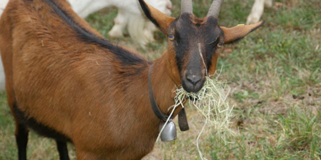 Ziegen erhalten ab 1. Juni kleinere Ohrmarken. (Symbolbild lid)
