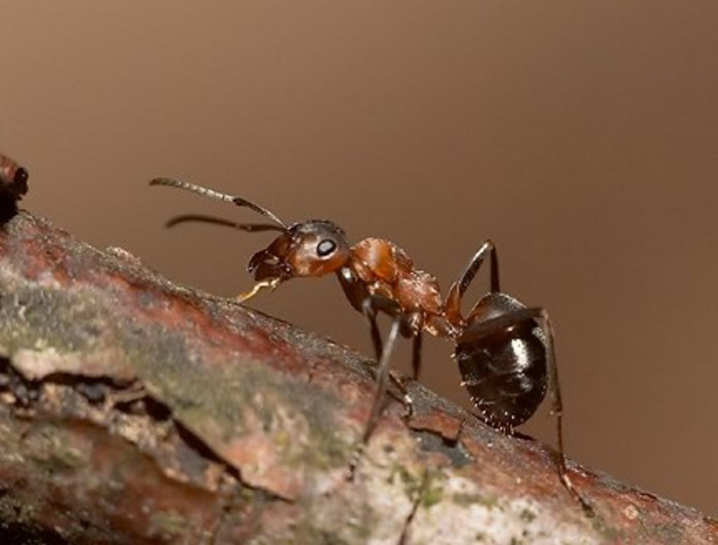 Im Basler Wald gibt es längst nicht nur eine Waldameisen-Art. (Bild Natur-Lexikon.ch)