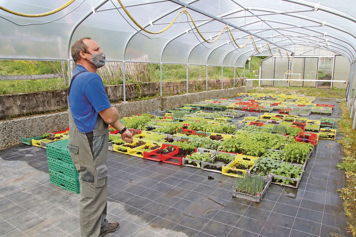 In einem speziell eingerichteten Gewächshaus hat «Gmües-Peter» Marco Peter ein breites Angebot an Setzlingen im Sortiment. (Bilder Roland Müller)