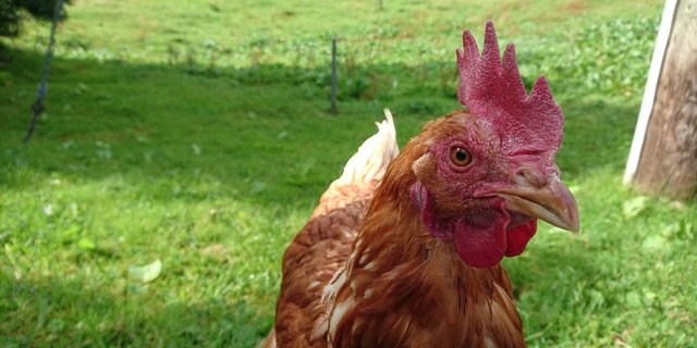 Das Hühnergegacker aus dem Regionalteil Nordostschweiz.