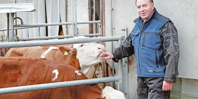 Alois Huber bei seinen Rindviechern im Stall und schon bald wieder im Zug Richtung Bundesbern – auch ohne BVA-Präsidium gibt es viel zu tun für den Meisterlandwirt und Politiker. (Bild Ruth Aerni)