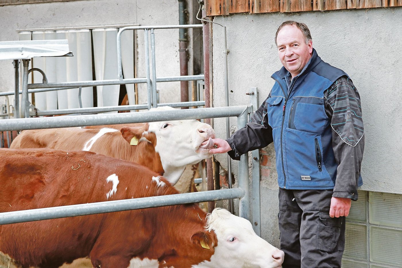 Alois Huber bei seinen Rindviechern im Stall und schon bald wieder im Zug Richtung Bundesbern – auch ohne BVA-Präsidium gibt es viel zu tun für den Meisterlandwirt und Politiker. (Bild Ruth Aerni)