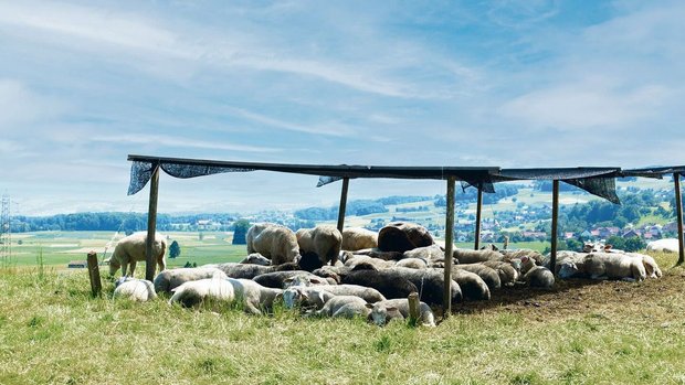 Herdentiere wie Scha Herdentiere wie Schafe bevorzugen es, gemeinsam den Schatten aufzusuchen. Unter künstlichen Schattenspendern ist Luftzirkulation wichtig.