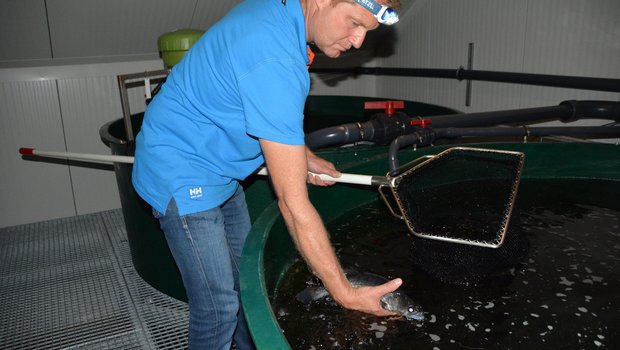 Christian Steiger aus Büron bei einem Fischbecken mit Zander. (Bilder Josef Scherer)