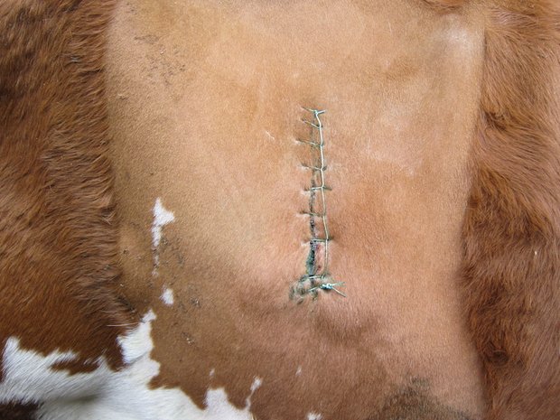 Labmagenverlagerungen kommen meist bei frischgekalbten Kühen vor. Oft hilft nur eine Operation. (Bild jba)