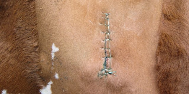 Labmagenverlagerungen kommen meist bei frischgekalbten Kühen vor. Oft hilft nur eine Operation. (Bild jba)