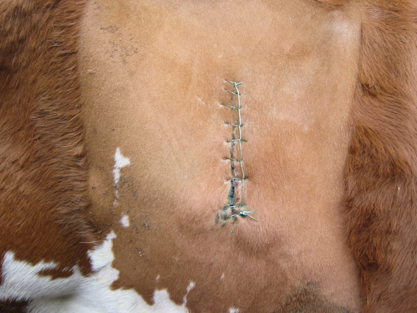 Labmagenverlagerungen kommen meist bei frischgekalbten Kühen vor. Oft hilft nur eine Operation. (Bild jba)