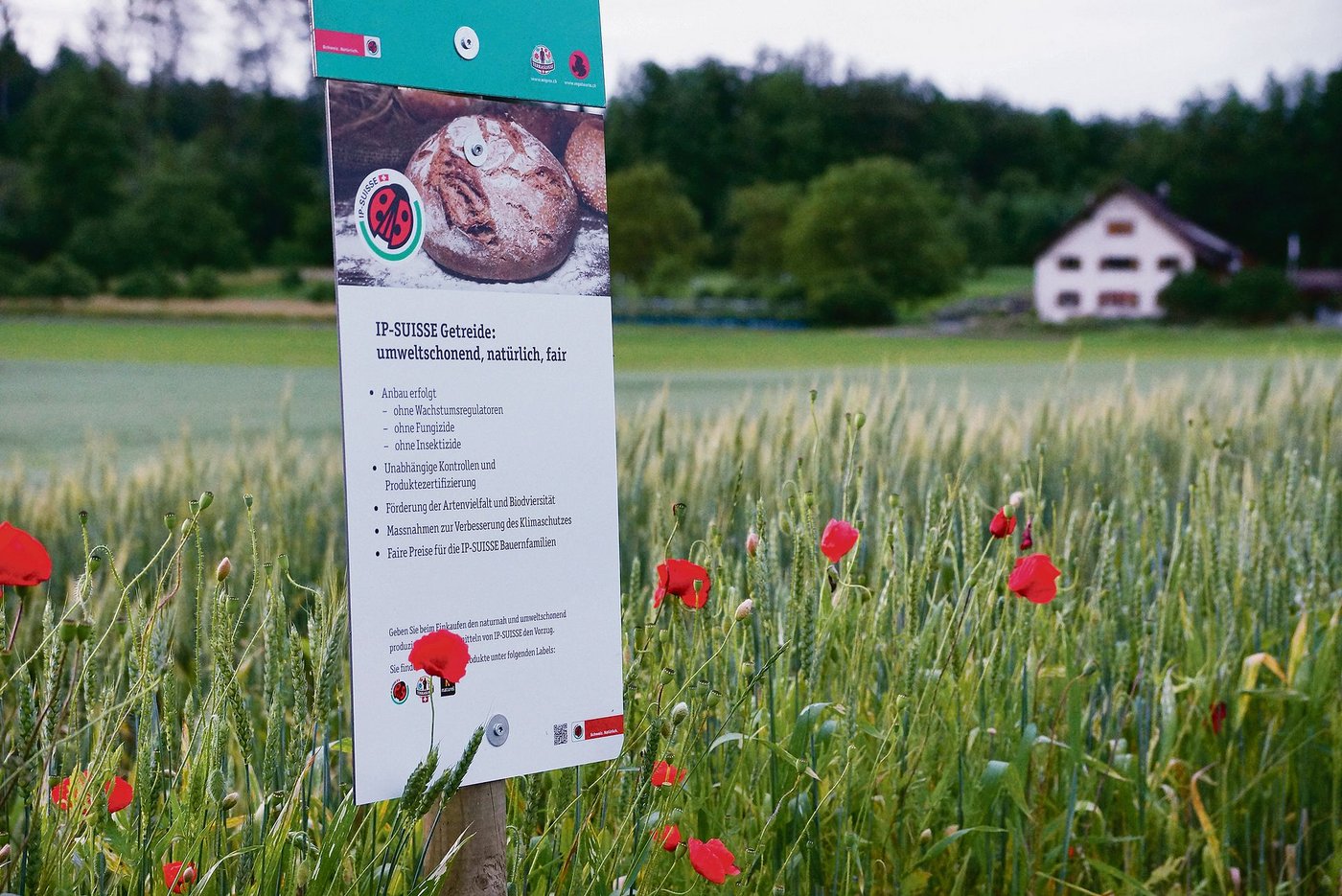 Ein Aargauer IP-Getreidefeld: Nun könnten die Bäuerinnen und Bauern mit pestizidfreiem Anbau noch einen Schritt weiter gehen.(Bild Ruth Aerni)