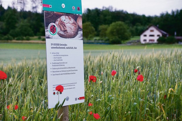 Ein Aargauer IP-Getreidefeld: Nun könnten die Bäuerinnen und Bauern mit pestizidfreiem Anbau noch einen Schritt weiter gehen.(Bild Ruth Aerni)