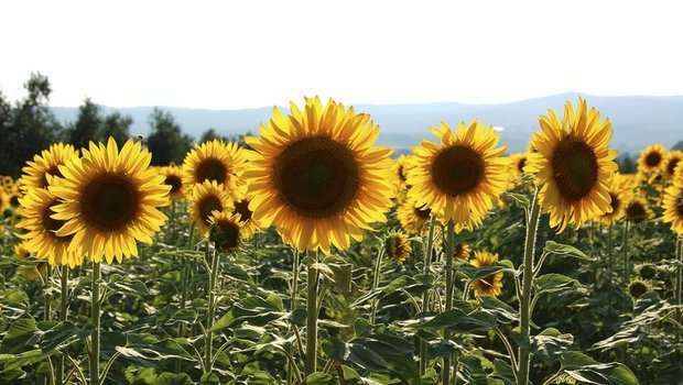 Die Einführung von Beiträgen für eine vielfältige Landwirtschaft hat die Produktion von Sonnenblumen in den letzten Jahren angekurbelt. (Bild landwirtschaft.ch / Judith Beyeler)