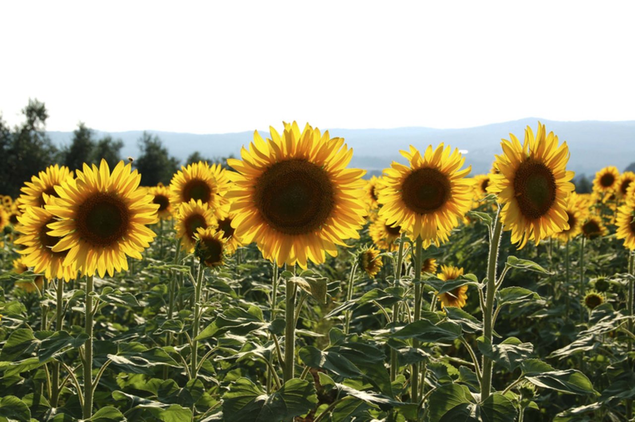 Die Einführung von Beiträgen für eine vielfältige Landwirtschaft hat die Produktion von Sonnenblumen in den letzten Jahren angekurbelt. (Bild landwirtschaft.ch / Judith Beyeler)