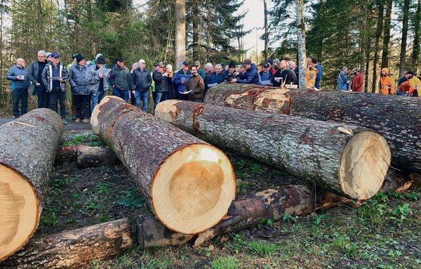 Preise für schöne Holzstämme stark gestreut bauernzeitung.ch
