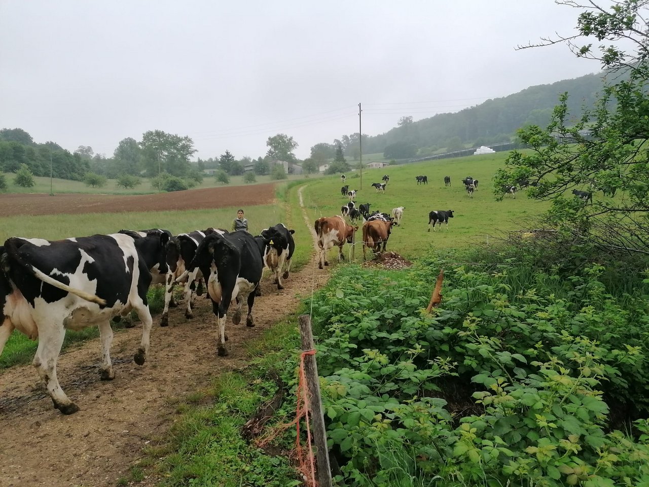 Auf dem Maiacker gehen die Kühe so oft als möglich auf die Weide. (Bild Belinda Balmer)