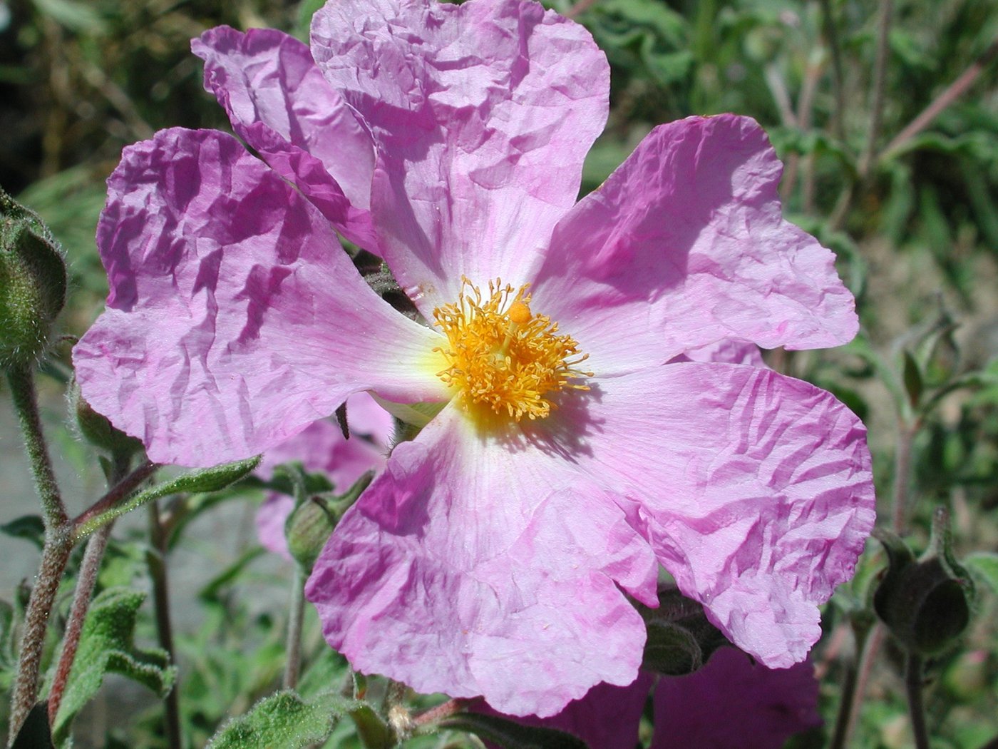 Ab dem 8. Juni können sich Besucher der Zistrosenbüsche wieder erfreuen. (Bild Botanischer Garten UZH)
