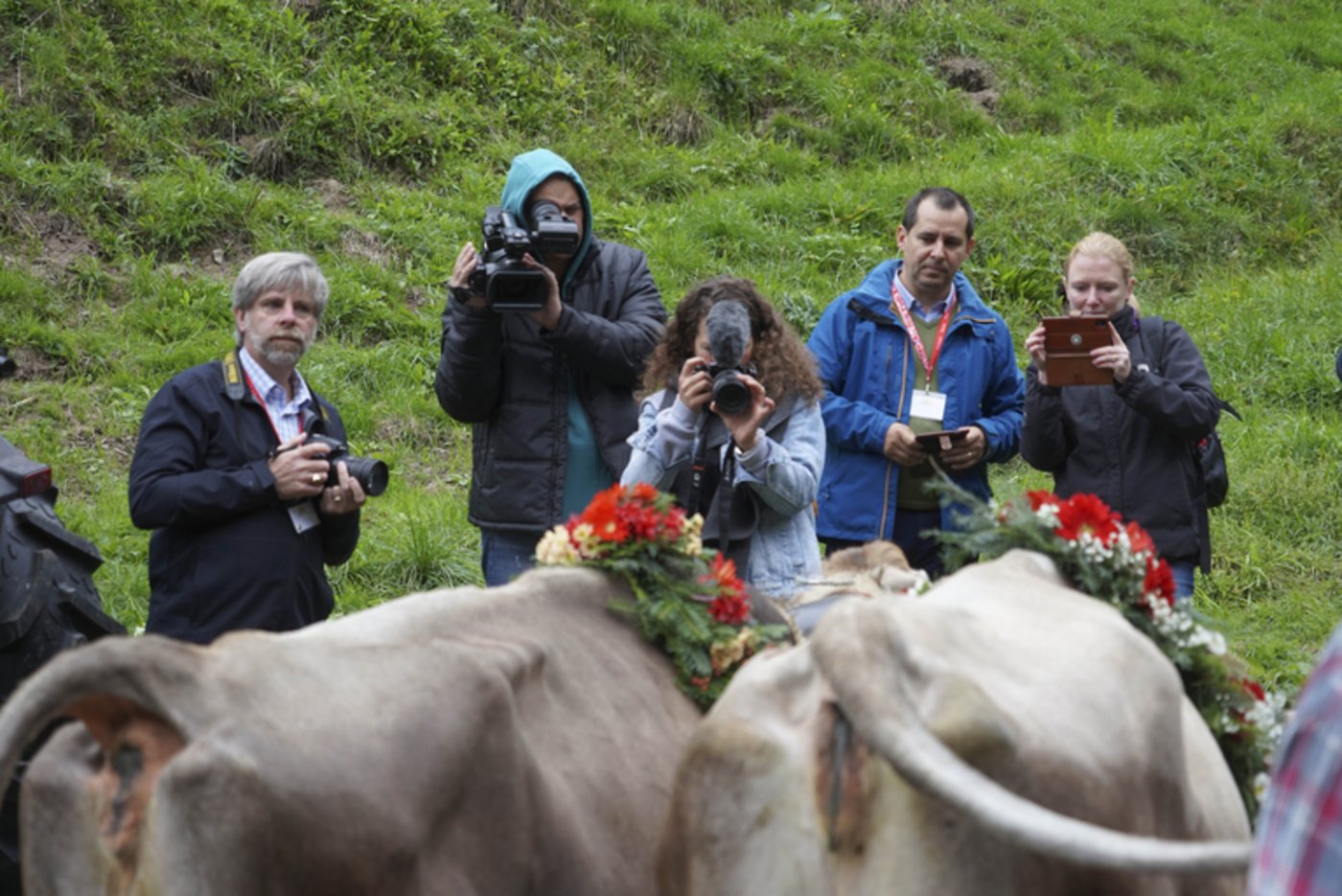 Die Vorbereitungen für die Alpabfahrt werden fotografisch festgehalten. (mr) 