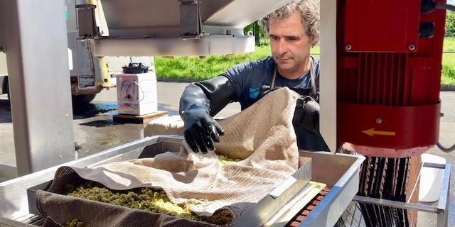 Bei Hans Oppikofer lief die Mostpresse bereits anfangs Juli. Er presste grüne Äpfel zu Verjus aus. (Bild und Video et)