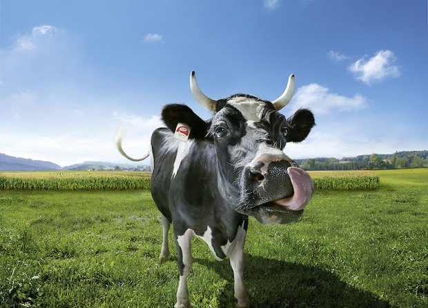 Swissmilk – Mehr als eine grosse Rezeptsammlung Lovely ist die Swissmilk-Werbekuh und wird in diversen Videos z. B. im Fernsehen gezeigt. Ausserdem ziert das Sujet verschiedene Fanartikel. (Bild Swissmilk)