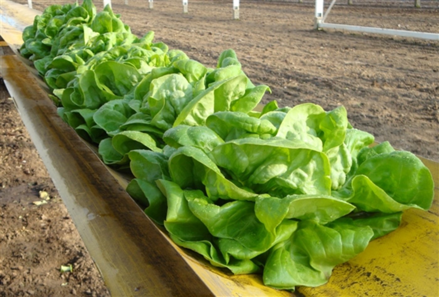 Der erste Kopsalat ist da - der Start in die Salat-Saison geglückt. (BIld: zVg)