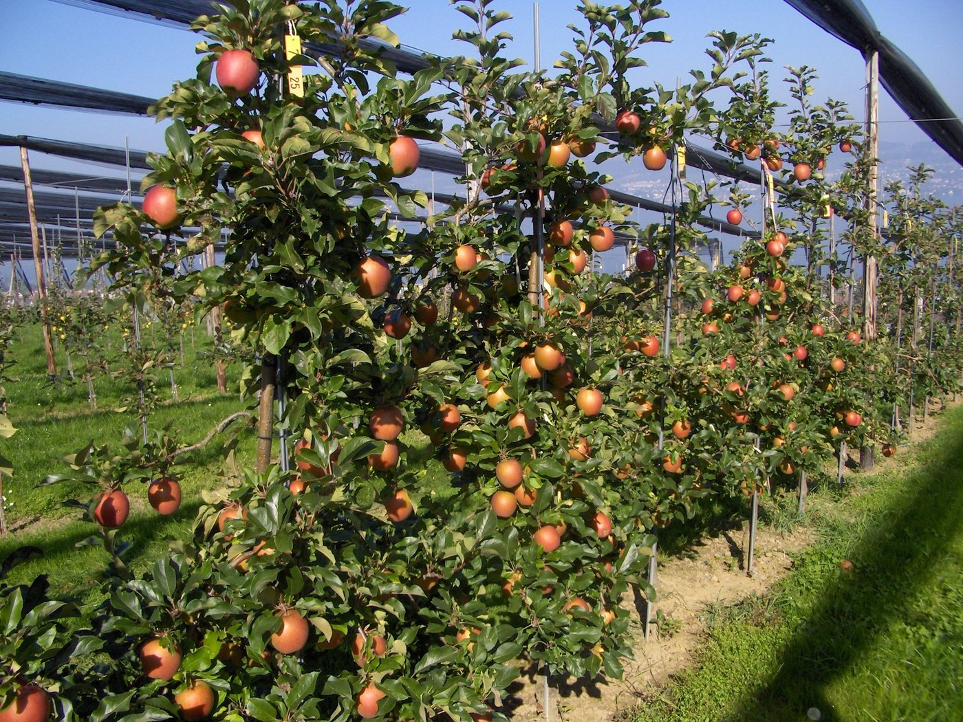 Der Spindelbaum gehört zu den Niederstamm-Bäumen. (Bild Inforama) 