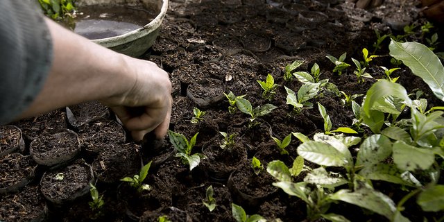 Nestlé wolle seine Grösse für das Gute nutzen und unter anderem Bäume zu pflanzen, um CO2 zu speichern sowie Böden und Biodiversität zu verbessern. (Bild Nestlé)