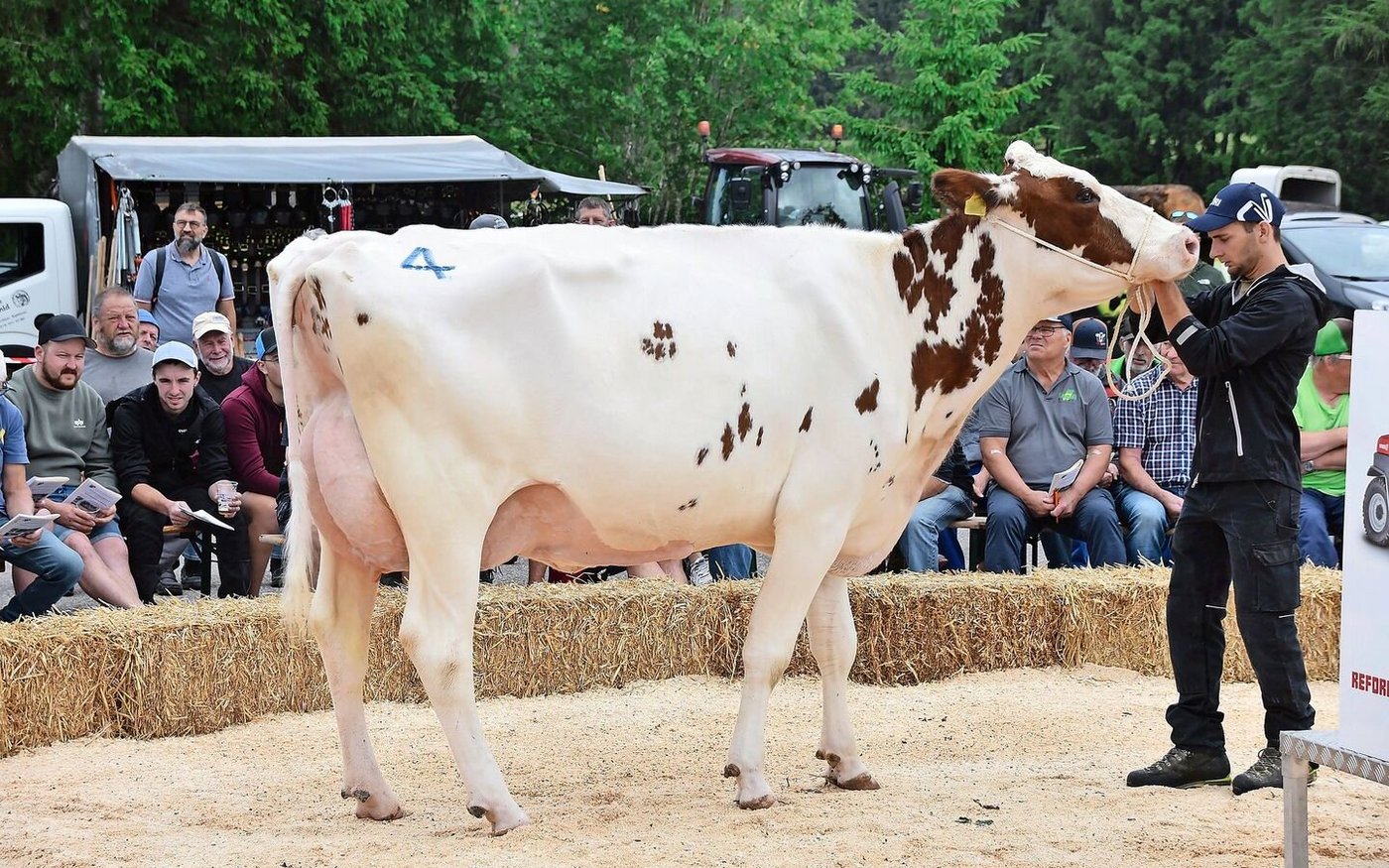 Sie war schon einmal an der Bernischen Eliteschau: Die Traumkuh Marchhuus Jordy Andalusia von Didier Lerch aus La Tanne war einem Käufer 4600 Franken wert.