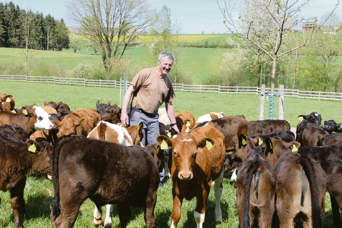 Die Kälber von Biolandwirt Christof Widmer kommen alle im Februar und März auf die Welt. Anfang April gehen sie auf die Weide. Die einen werden als Nachwuchs für seine Milchviehherde aufgezogen, die anderen als Bio-Weidebeef. (Bild Remo Petermann)
