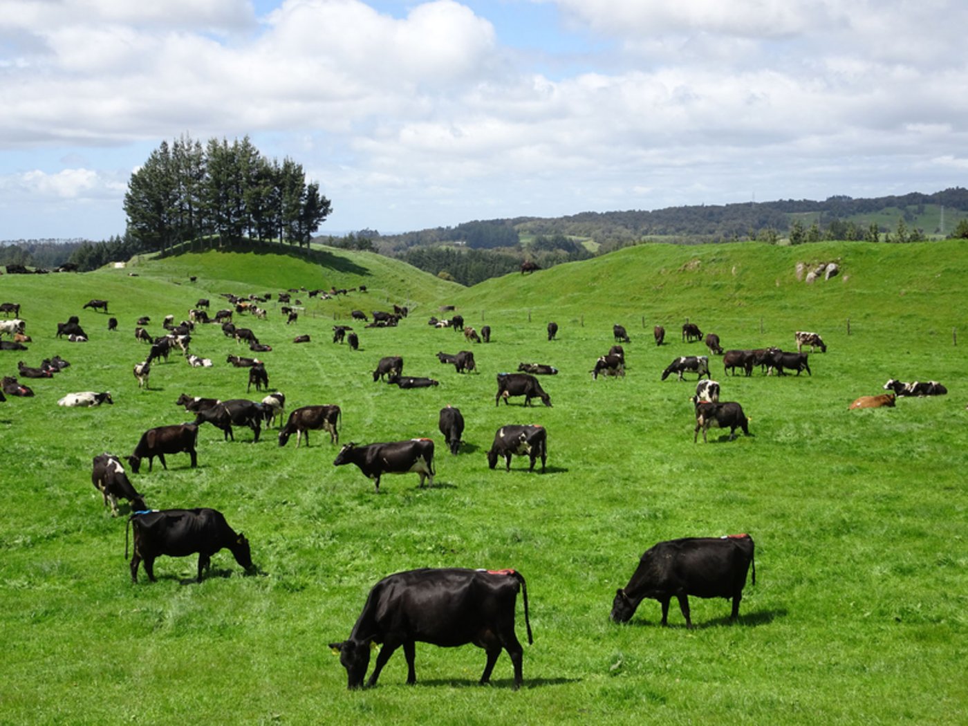 Saftig grünes Gras ist eines der Markenzeichen von Neuseeland. 