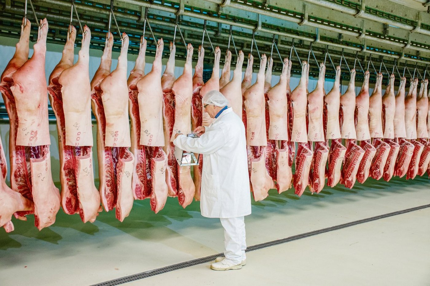 Suisag-Mitarbeitende verfolgen eine bestimmte Anzahl Endprodukte bis in den Schlachthof, um die Leistungen der Vaterlinien-KB-Eber beurteilen zu können. (Bild zVg)