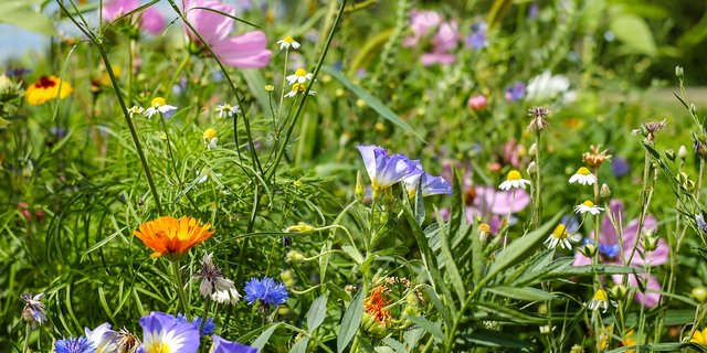 Am 22. Mai 2018 ist der Internationaler Tag zur Erhaltung der Artenvielfalt (auch "Internationaler Tag für die biologische Vielfalt" oder "Tag der biologischen Vielfalt"). Der Aktionstag wurde im Jahr 2000 durch die UNO eingeführt. (Bild Pixabay)