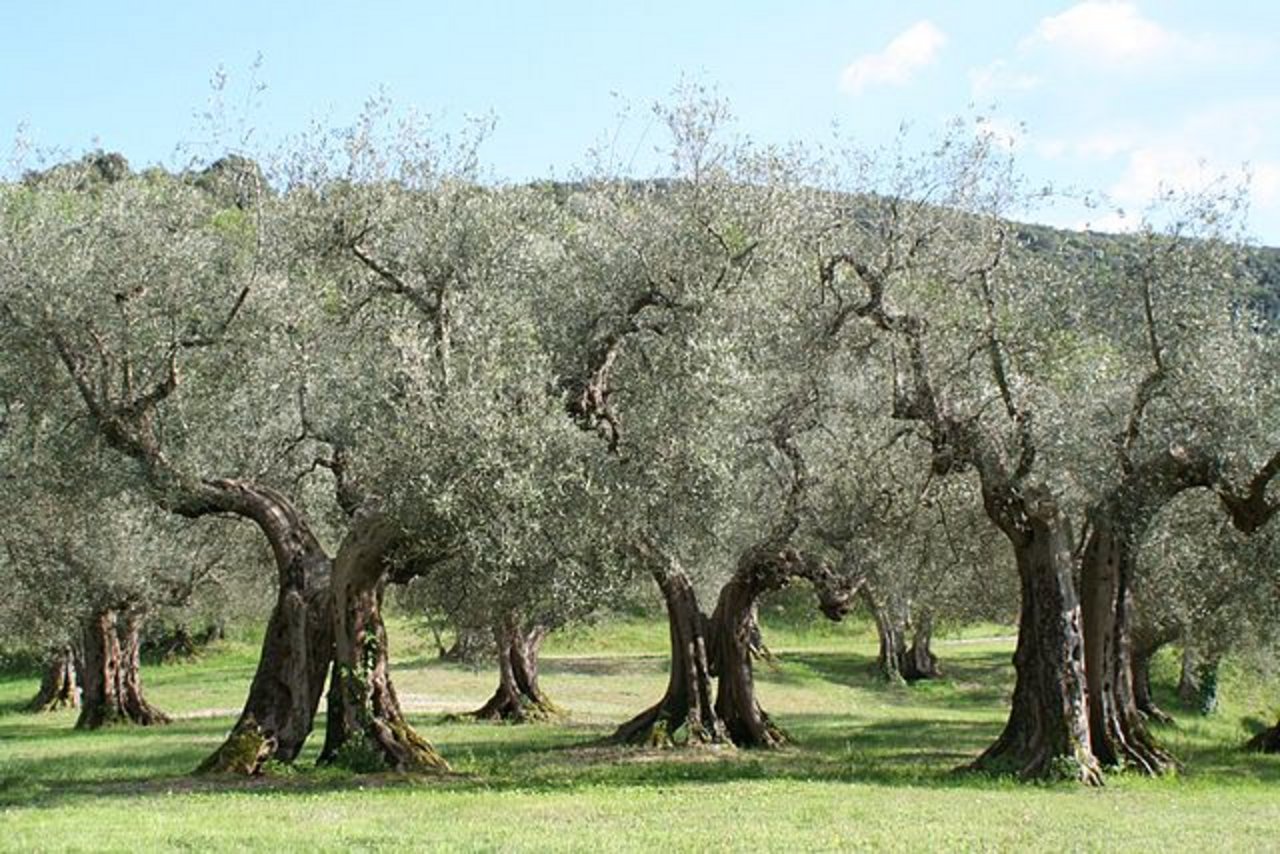 Auf Olivenbäume wirkt der Klimawandel unterschiedlich. (Bild: Wikipedia, Adrian Michael)