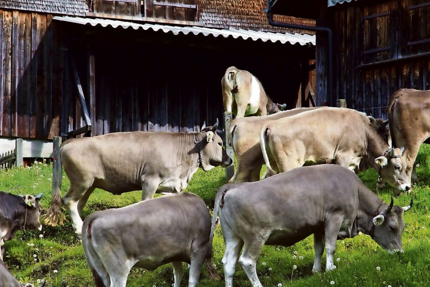 Endlich auf der Steinfluh! Sofort tummeln sich die Kühe auf der Weide und fressen das frische Gras.