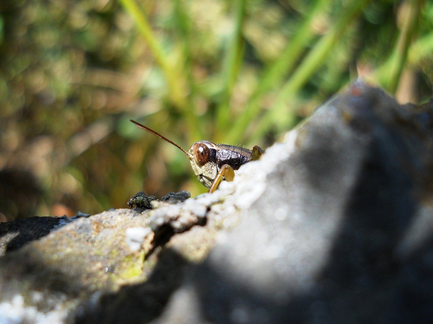 Die GPK spart nicht mit Kritik, attestiert aber auch Fortschritte bzw. bereits ergriffene Massnahmen zur Besserung. Es brauche aber mehr, um den laufenden Rückgang der Biodiversität in der Schweiz aufzuhalten. (Bild Rishi Rai / Pixabay) 
