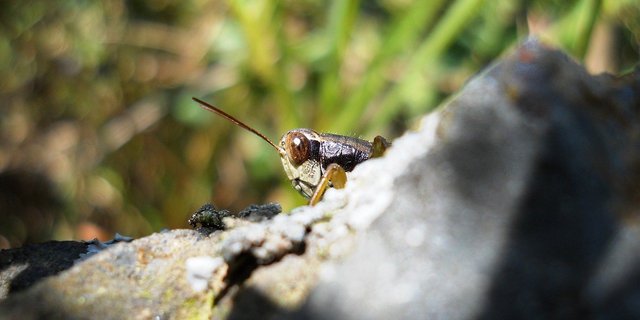 Die GPK spart nicht mit Kritik, attestiert aber auch Fortschritte bzw. bereits ergriffene Massnahmen zur Besserung. Es brauche aber mehr, um den laufenden Rückgang der Biodiversität in der Schweiz aufzuhalten. (Bild Rishi Rai / Pixabay) 