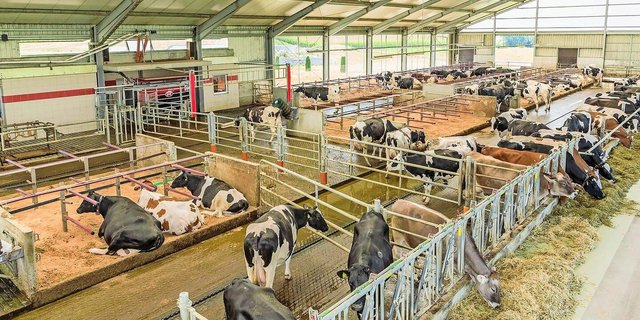 Armin Högenauer überlässt nichts dem Zufall: Sein Laufstall mit Platz für 80 Kühe mit Melkroboter.