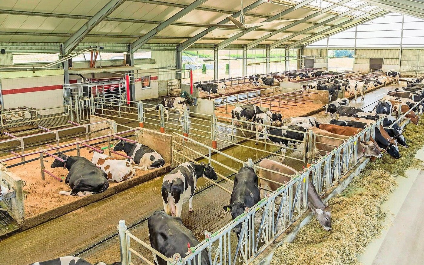 Armin Högenauer überlässt nichts dem Zufall: Sein Laufstall mit Platz für 80 Kühe mit Melkroboter.
